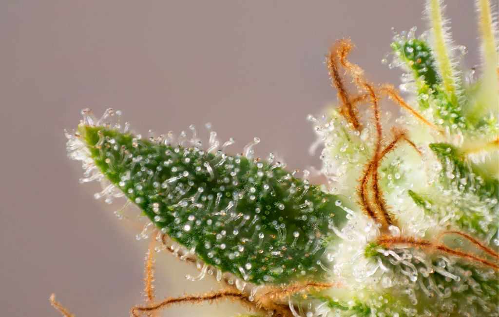 THCa Flower Reduces Pain